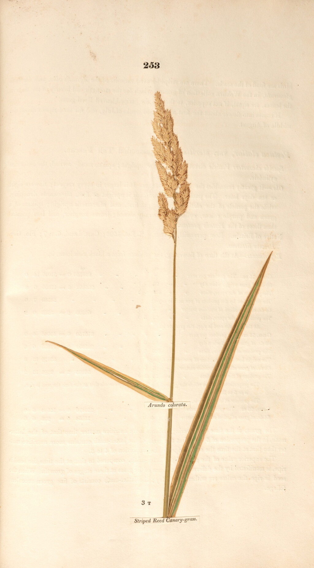 View full screen - View 1 of Lot 469. George Sinclair | Hortus gramineus Woburnensis, 1816.