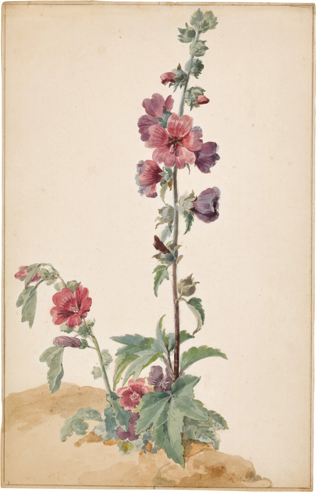 View full screen - View 1 of Lot 82. A hollyhock.