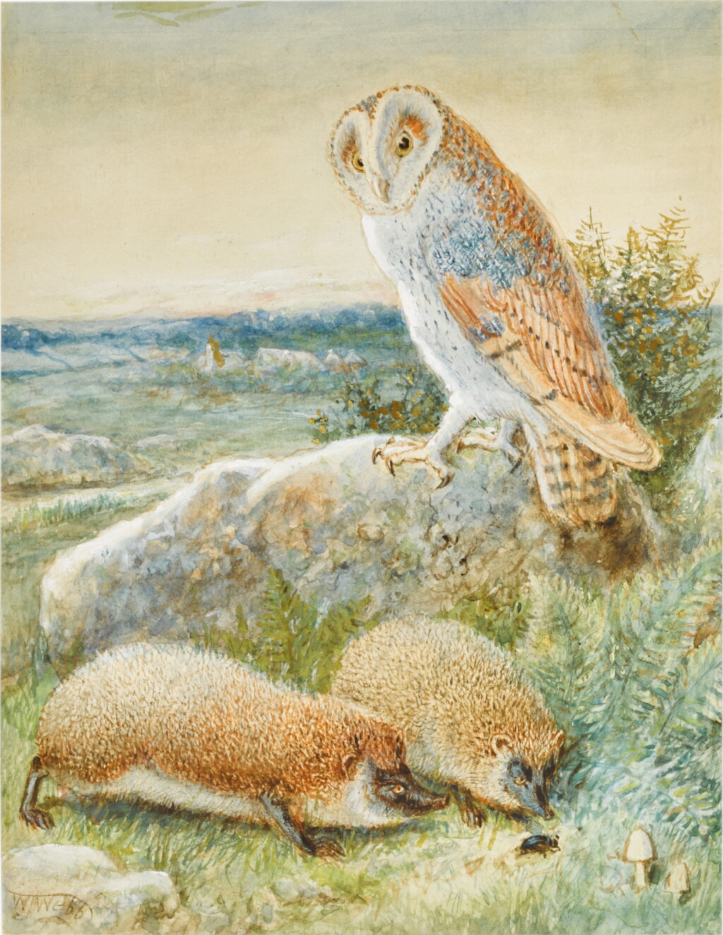 View full screen - View 1 of Lot 88. The Barn Owl and Hedgehogs; Calves and a Moorhen.