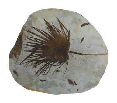 View full screen - View 1 of Lot 33. A FOSSIL PALM FROND WITH FISH.