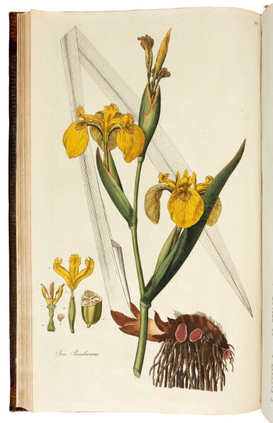 View full screen - View 1 of Lot 6. William Curtis | Flora londinensis, 1777–1798, 2 volumes bound in 4.