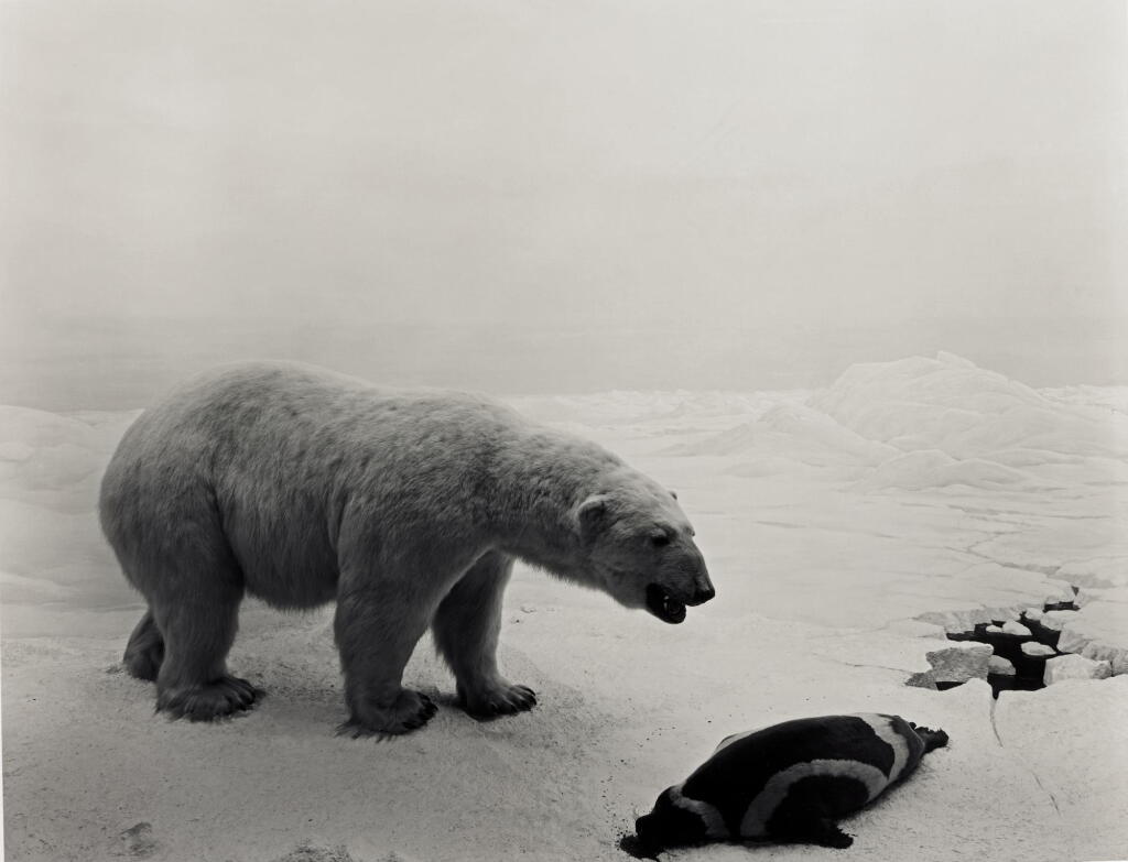 View full screen - View 1 of Lot 53. HIROSHI SUGIMOTO | 'POLAR BEAR' (FROM THE SERIES DIORAMAS), 1976.