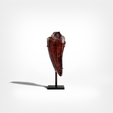 View full screen - View 1 of Lot 25. Tyrannosaurus Rex Tooth.