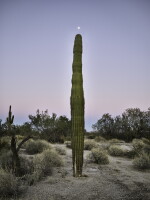 Saguaro with moon at top, Gila Mountains