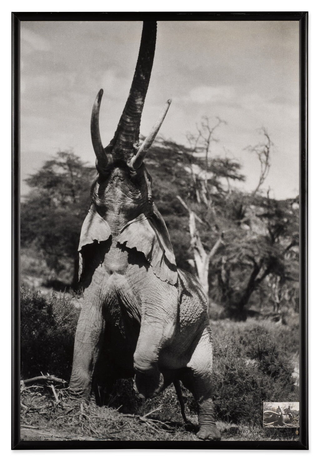 View full screen - View 1 of Lot 248. Elephant Reaching for the Last Branch on a Tree.