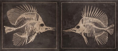 View full screen - View 1 of Lot 39. Franz Josef Steger and Carl Ernst Bock, Leipzig, Germany, 19th century | Pair of Didactic Panels Depicting the Endoskeleton of Fish.