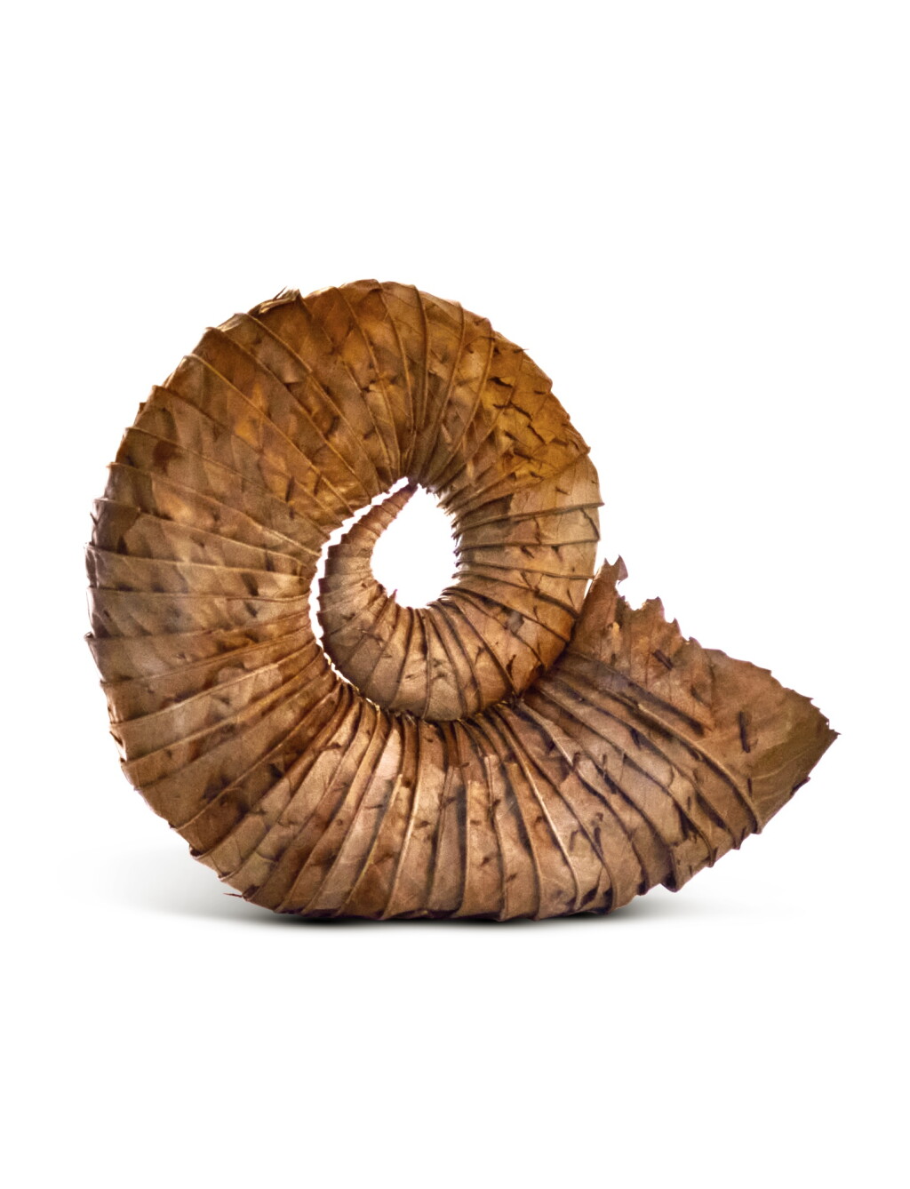View full screen - View 1 of Lot 891. Drumlanrig Sweet Chestnut Leaf.