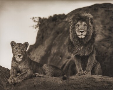 View full screen - View 1 of Lot 147. Lion Couple, Serengeti.