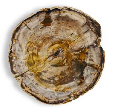 View full screen - View 1 of Lot 41. Petrified Spruce Wood — Visible Growth Rings.