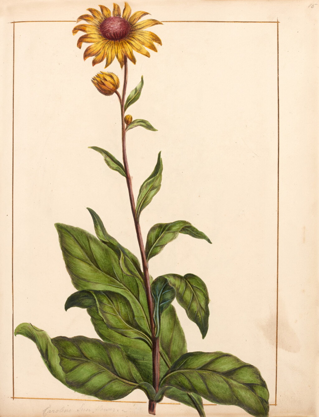View full screen - View 1 of Lot 146. Thomas Martyn | Figures of plants, 1795, original botanical watercolours.