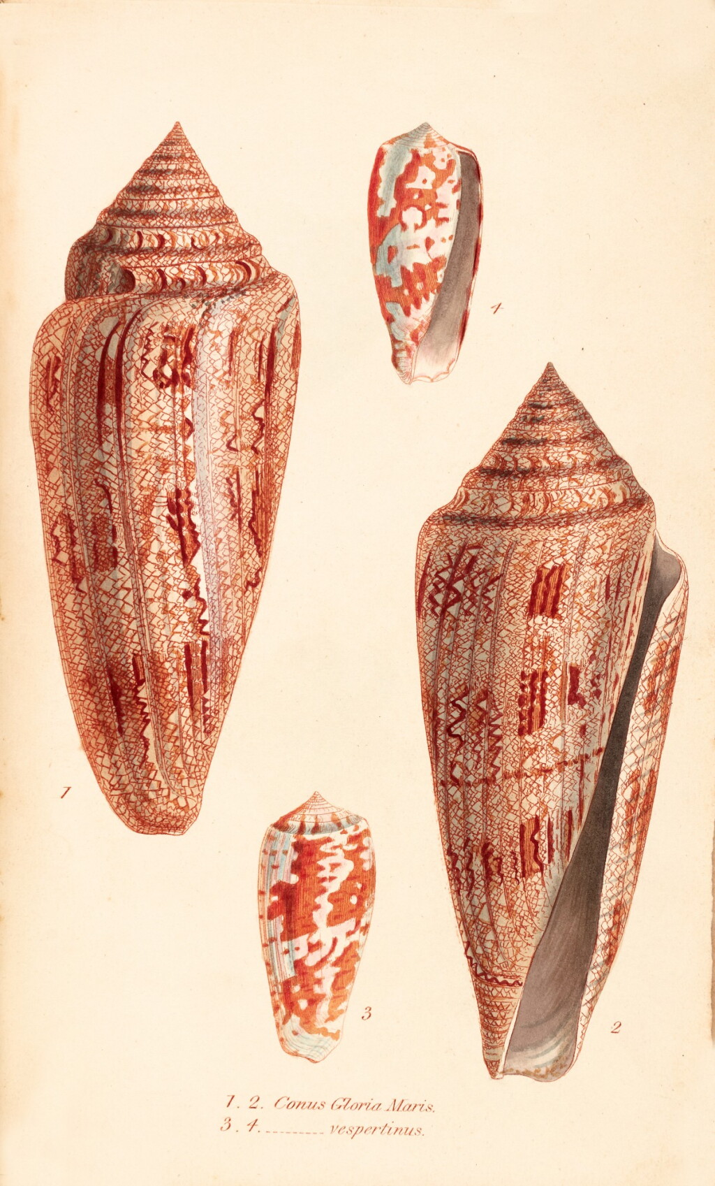 View full screen - View 1 of Lot 26. SOWERBY | A catalogue of the shells contained in the collection of the late Earl of Tankerville, 1825.