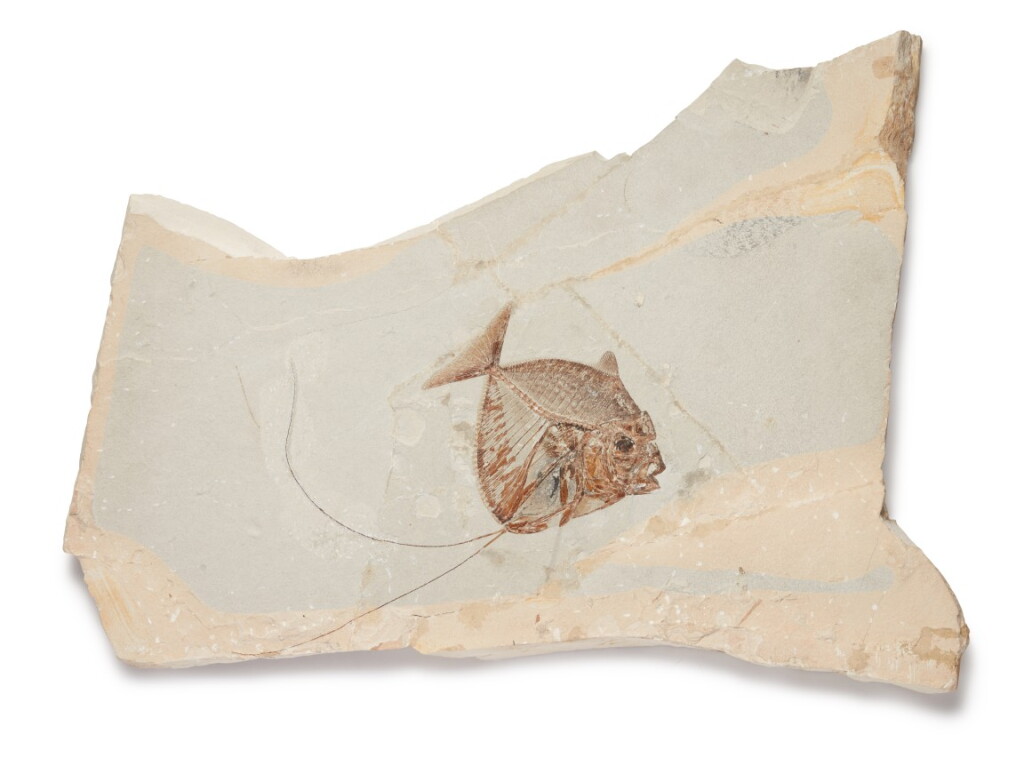 View full screen - View 1 of Lot 24. A Fossilized Moonfish Plaque.