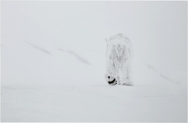 View full screen - View 1 of Lot 149. 78 Degrees North II, Svalbard, Norway.