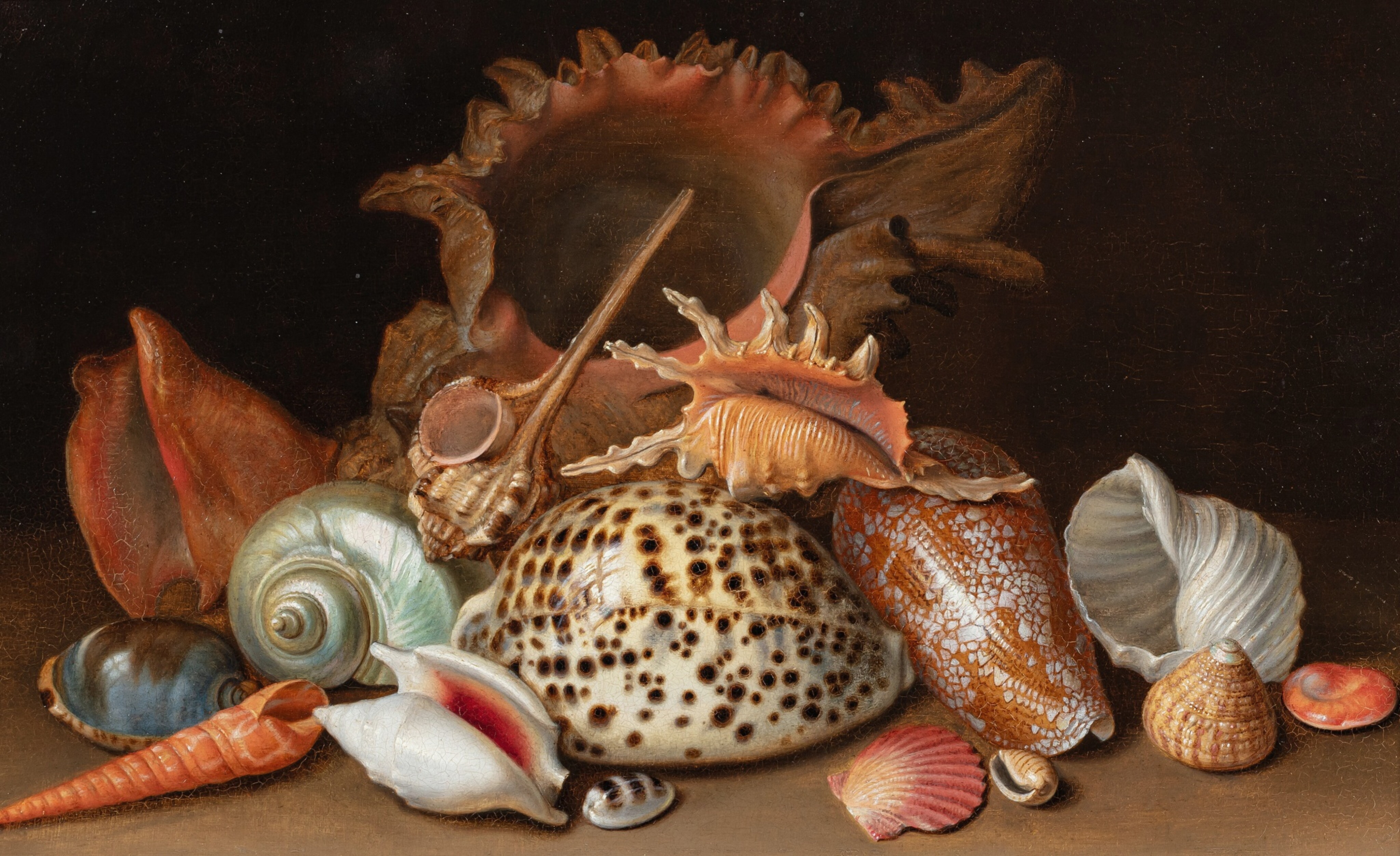 True Shells A still life with exotic sea shells | The Manny Davidson Collection: A ...