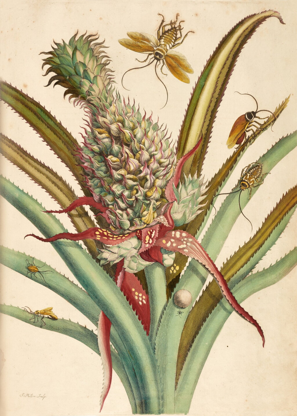View full screen - View 1 of Lot 152. Maria Sibylla Merian | Dissertatio de generatione et metamorphosibus insectorum Surinamensium, Amsterdam, 1719.