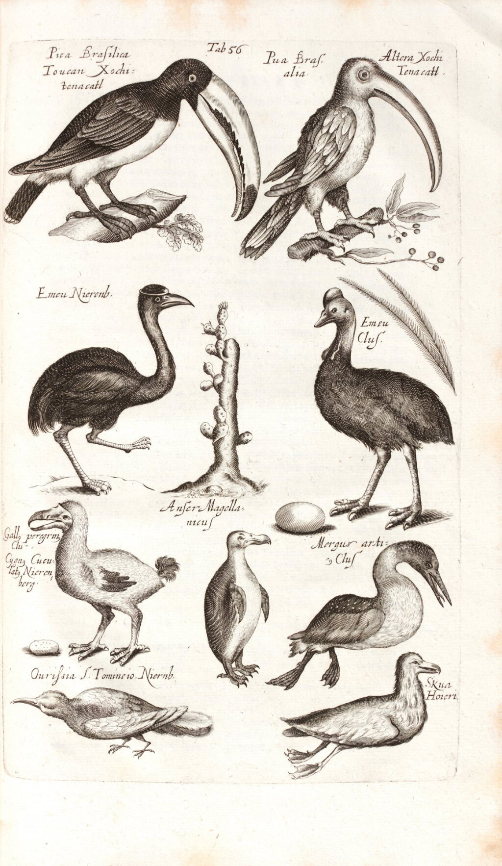 View full screen - View 1 of Lot 380. John Jonston | Historiae naturalis de avibus libri vi., Frankfurt, 1650.
