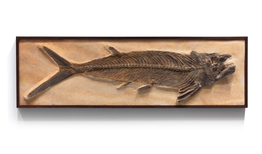 View full screen - View 1 of Lot 14. Large Fossil Ichthyodectid Fish.