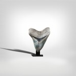 Megalodon Shark Tooth