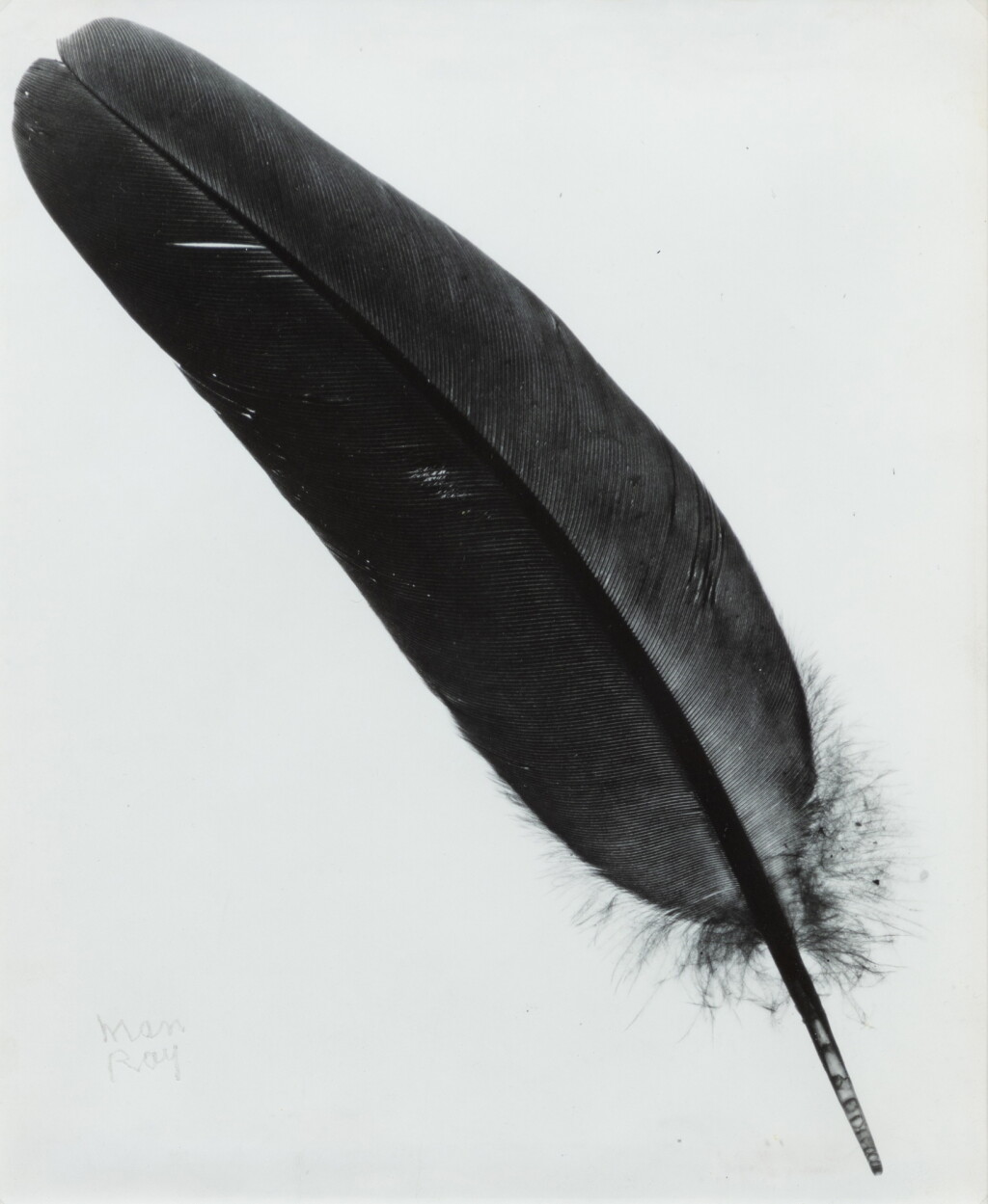 View full screen - View 1 of Lot 237. Plume (Feather).