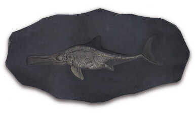 View full screen - View 1 of Lot 105. AN ICHTHYOSAUR .