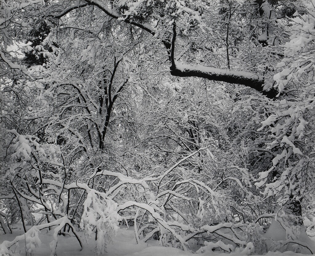 View full screen - View 1 of Lot 46. Fresh Snow, Yosemite Valley, California.