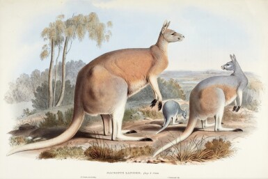 View full screen - View 1 of Lot 87. John Gould | A monograph of the Macropodidae, or family of kangaroos, 1841-1842, 2 volumes.