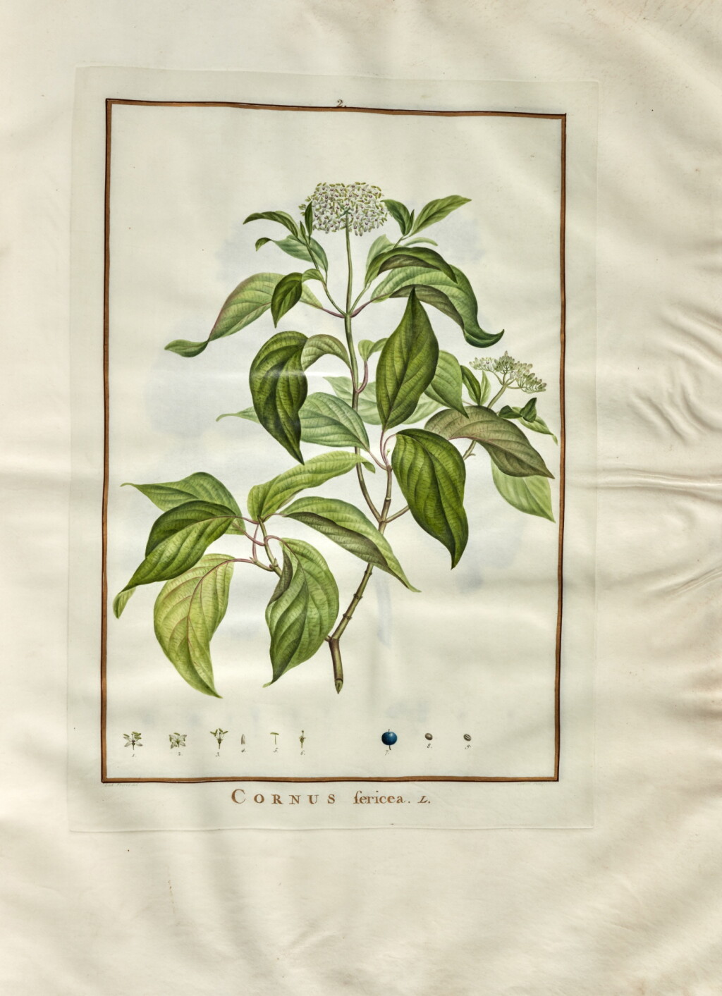 View full screen - View 1 of Lot 395. Charles-Louis L'Heritier de Brutelle | Cornus, Paris, 1788, one of six copies printed on vellum.