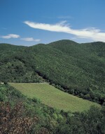 Sassicaia 2018 (1 DM) plus a Private Tour, Tasting and Lunch at Tenuta San Guido