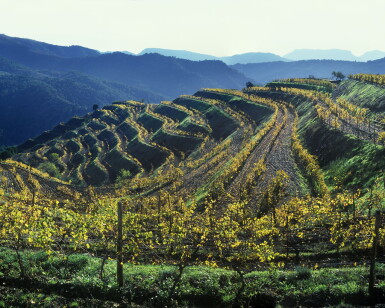 View full screen - View 1 of Lot 309. Clos Mogador 2013 (12 BT).