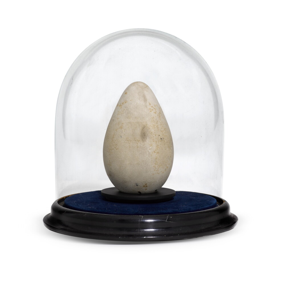 View full screen - View 1 of Lot 16. Lady Cust's Great Auk egg.