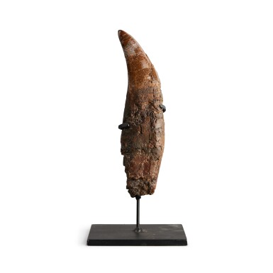 View full screen - View 1 of Lot 3. The Full Tooth of a Tyrannosaurus rex, Complete with Root.