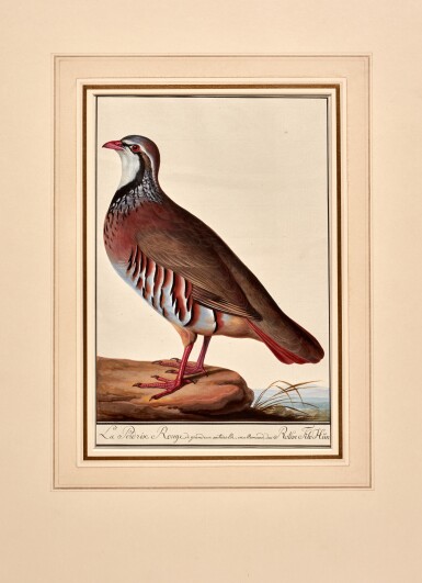 View full screen - View 1 of Lot 423. Johann Christian von Mannlich | A red-legged partridge, original drawing.