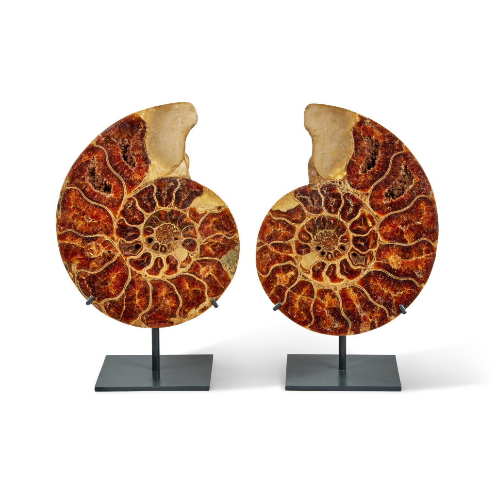 View full screen - View 1 of Lot 35. Split Pachydiscus Ammonite.