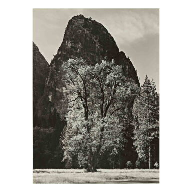View full screen - View 1 of Lot 82. Oak Tree, Autumn, Yosemite Valley, CA.
