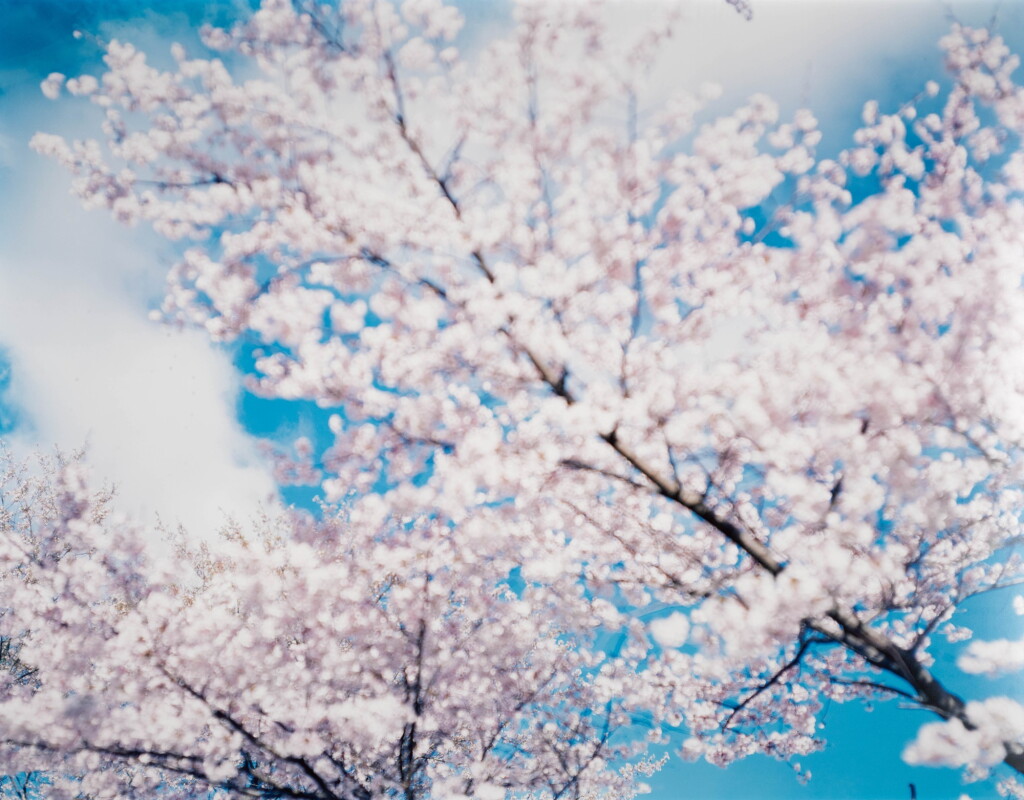 View full screen - View 1 of Lot 3. RISAKU SUZUKI | 'UNTITLED', (SAKURA N-11), 2002.