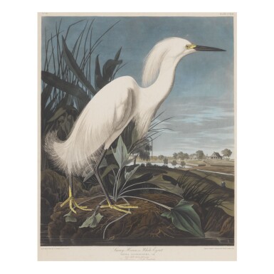 View full screen - View 1 of Lot 1776. JOHN JAMES AUDUBON (AFTER) | SNOWY HERON, OR WHITE EGRET (PLATE CCXLII).