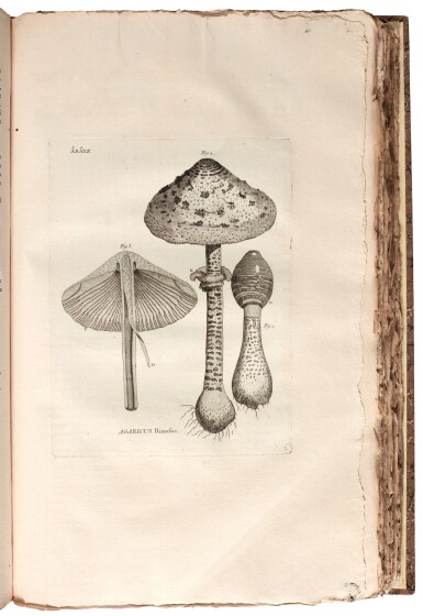 View full screen - View 1 of Lot 1. Jean-Pierre Bergeret | Phytonomatotechnie universelle. Paris, 1783-1784, 2 volumes, folio, modern marbled boards.