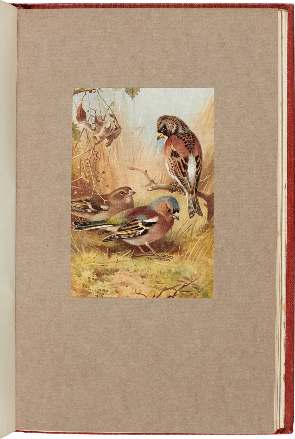 View full screen - View 1 of Lot 210. Archibald Thorburn | British Birds, New Edition, 4 volumes, London: Longmans, Green and Co., 1925-26, limited edition.