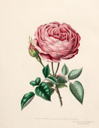 View full screen - View 1 of Lot 49. Henry Curtis | Beauties of the Rose, 1850, 2 volumes in 1.