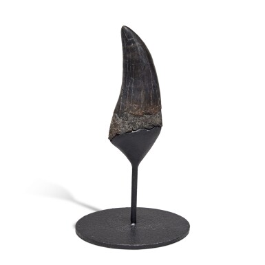 View full screen - View 1 of Lot 24. Tyrannosaurus Rex Tooth.