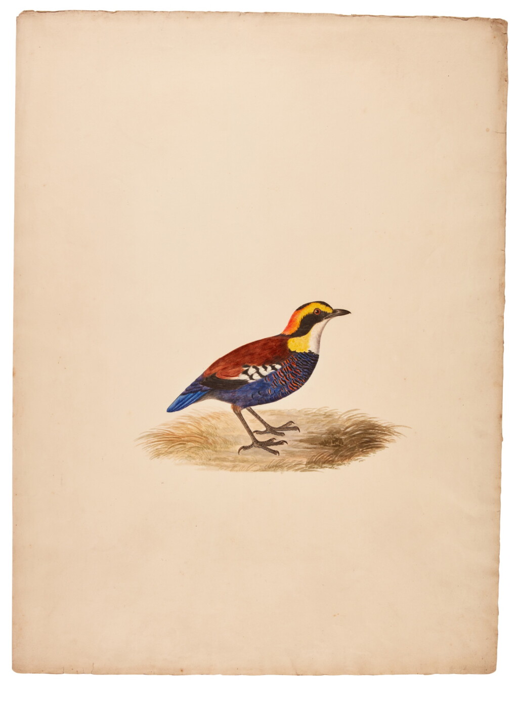 View full screen - View 1 of Lot 68. Elizabeth Gould | Malayan banded pitta, original watercolour.