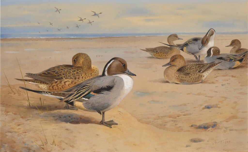 View full screen - View 1 of Lot 76. Pintail Ducks.