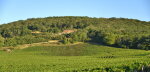 Marsannay, Clos du Roy 2020, René Bouvier (6 BT)
