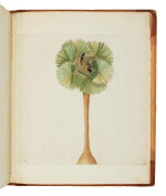 Catesby, Mark | Catesby's collection of "Curious Trees and Shrubs"
