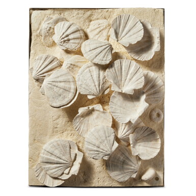 View full screen - View 1 of Lot 45. Mural of Fossilized Giant Scallop Shells.