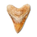 Megalodon Shark Tooth — West Java