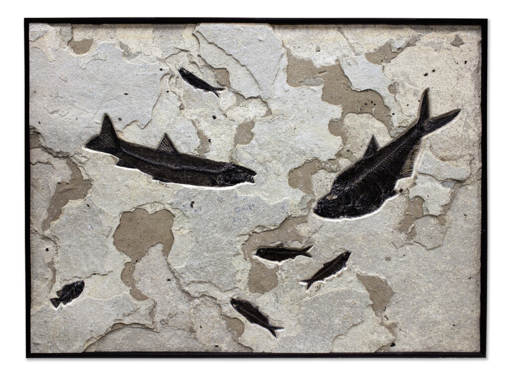 View full screen - View 1 of Lot 97. A PLAQUE OF SEVEN FOSSIL FISH.