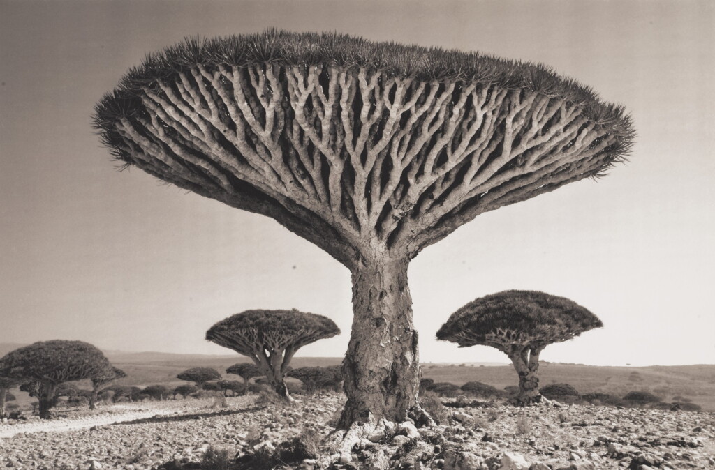 View full screen - View 1 of Lot 34. 'Shebehon Forest' (from Island of the Dragon's Blood).