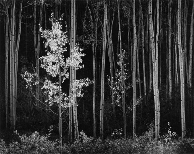 View full screen - View 1 of Lot 983. 'Aspens, Northern New Mexico' (Horizontal).