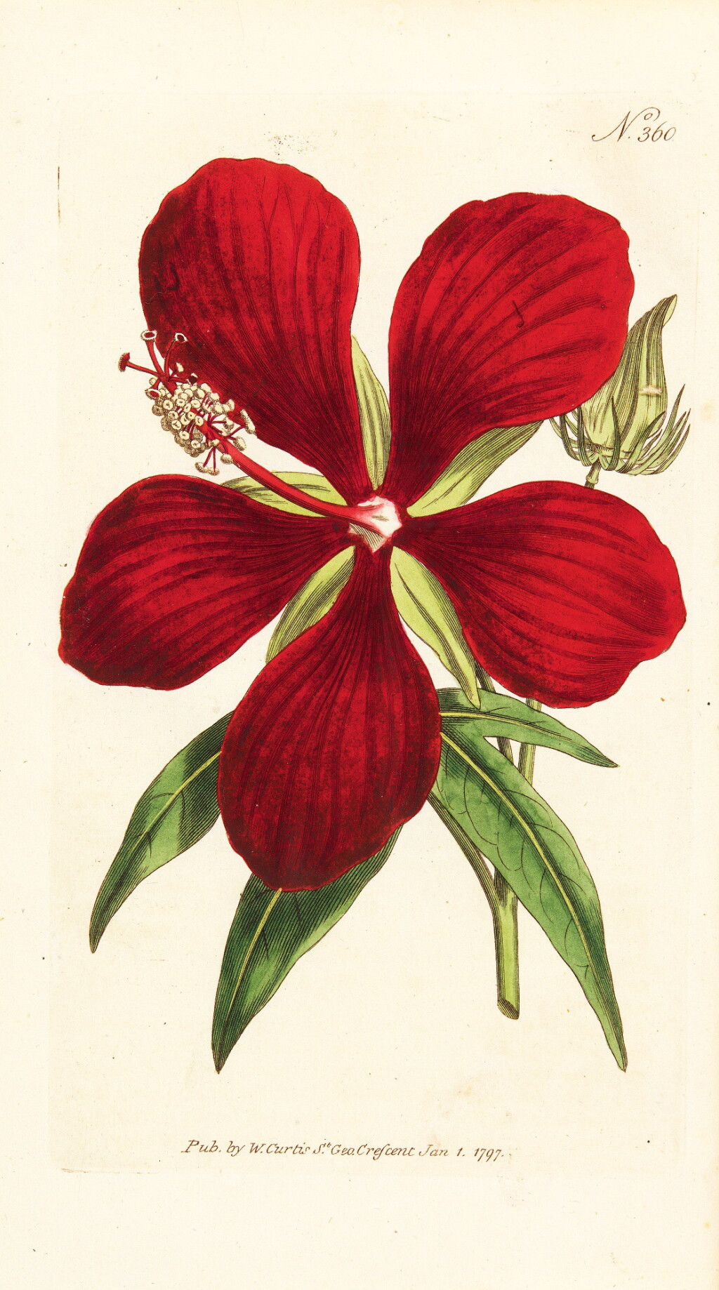 View full screen - View 1 of Lot 5. Curtis | The Botanical Magazine; or Flower-Garden Displayed, 1790–1788–1805, 20 volumes.
